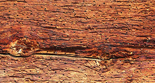 Damp and Timber Surveyor SR Surveyors